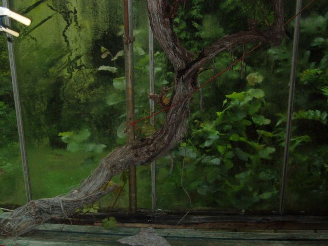 Mooie stam van de Frankenthaler-druivenstruik